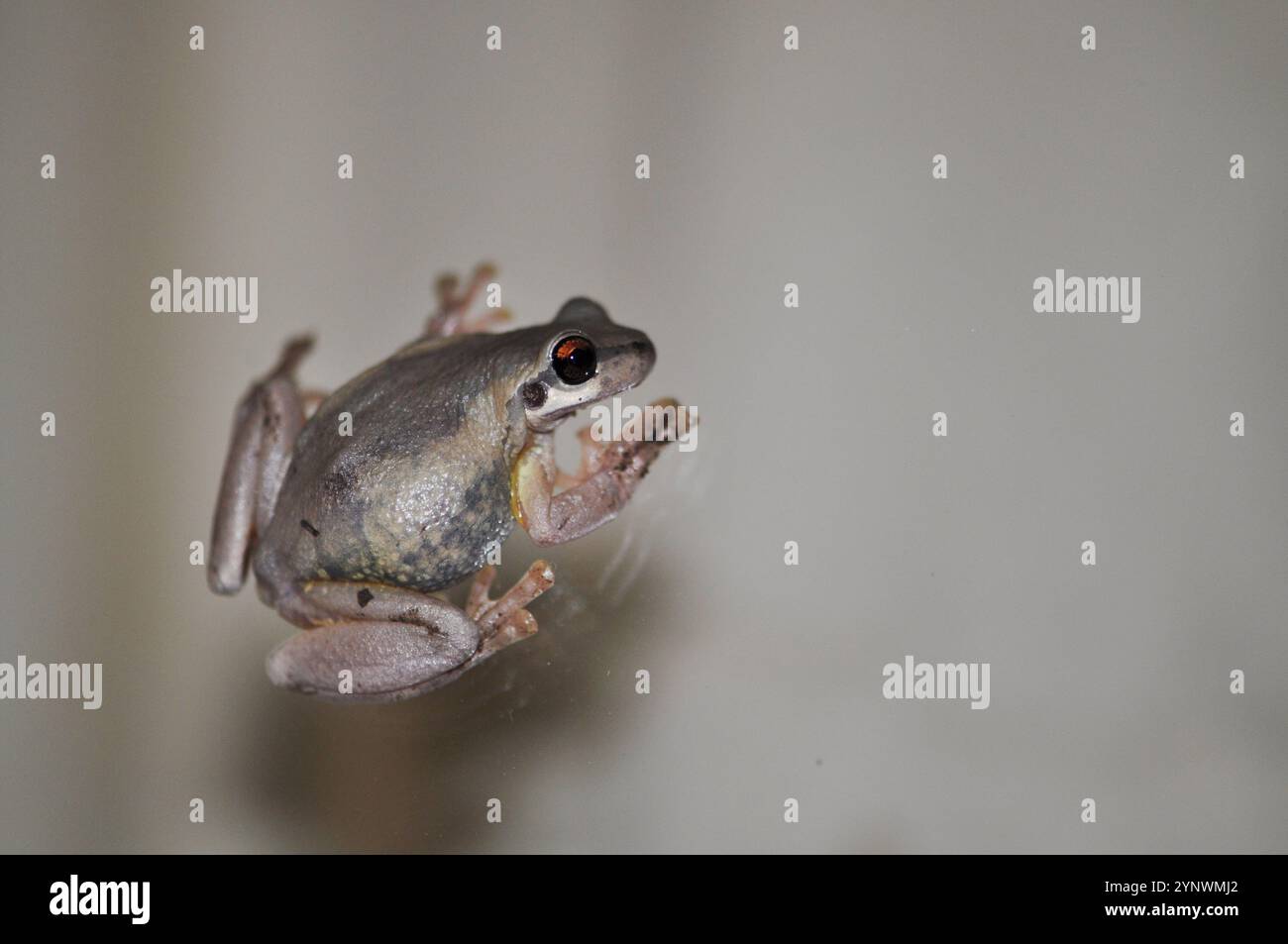 Rana su finestra di vetro primo piano di notte, rana incinta salta sulla finestra, riflesso Foto Stock