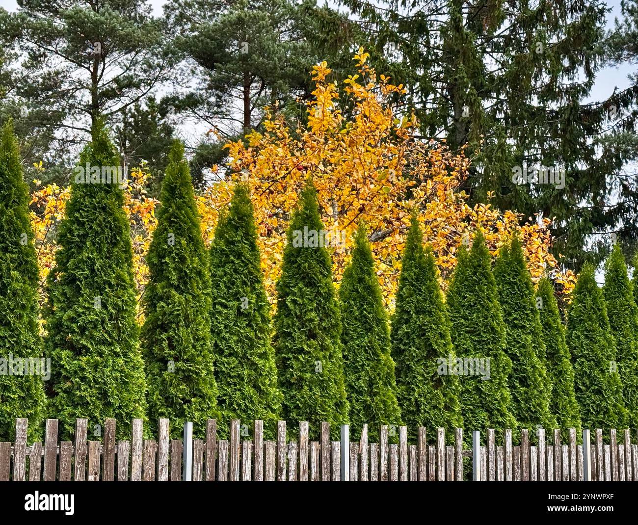 Simmetria nella natura: Siepi verdi e alberi d'oro siepi verdi lussureggianti con alberi d'autunno dorati in Finlandia creano una perfetta simmetria e contrasto sotto questo aspetto Foto Stock