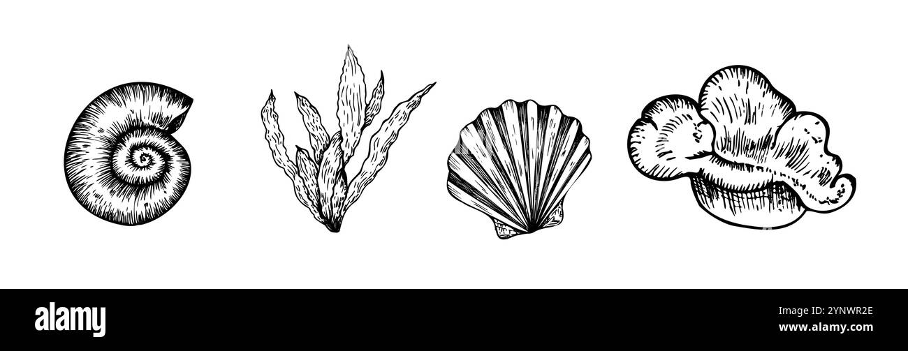 Set vettoriale di bellissime conchiglie, corallo. Conchiglia a linea dipinta a mano. Clip art grafica isolata sullo sfondo. Illustrazione sott'acqua. Per i progettisti Illustrazione Vettoriale