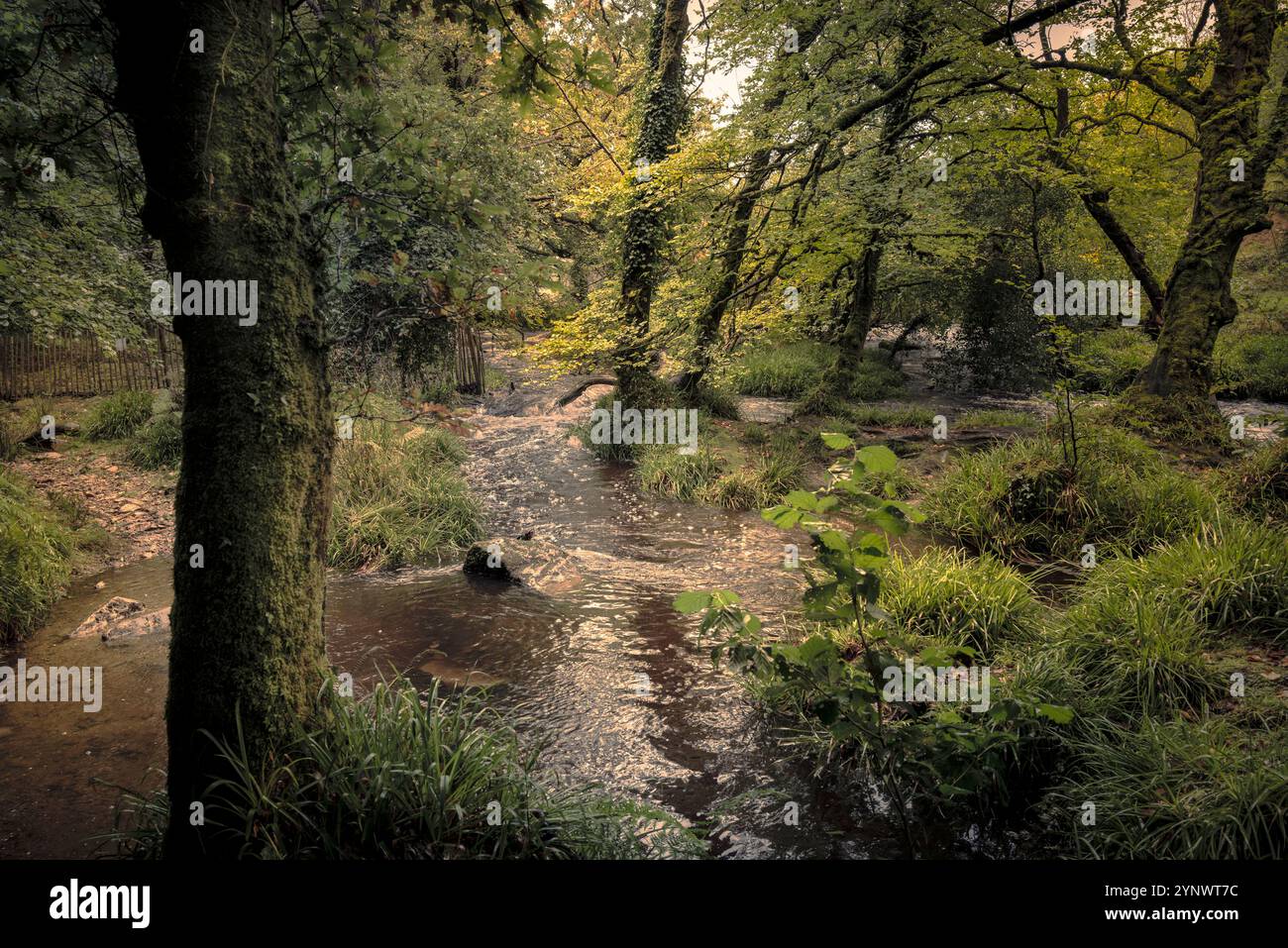 Cascate di Golitha. Il fiume Fowey scorre attraverso l'antico bosco di Draynes Wood sulla Bodmin Moor in Cornovaglia nel Regno Unito. Foto Stock