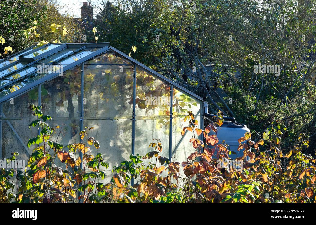 serra retroilluminata in autunno, melton constable, norfolk, inghilterra Foto Stock