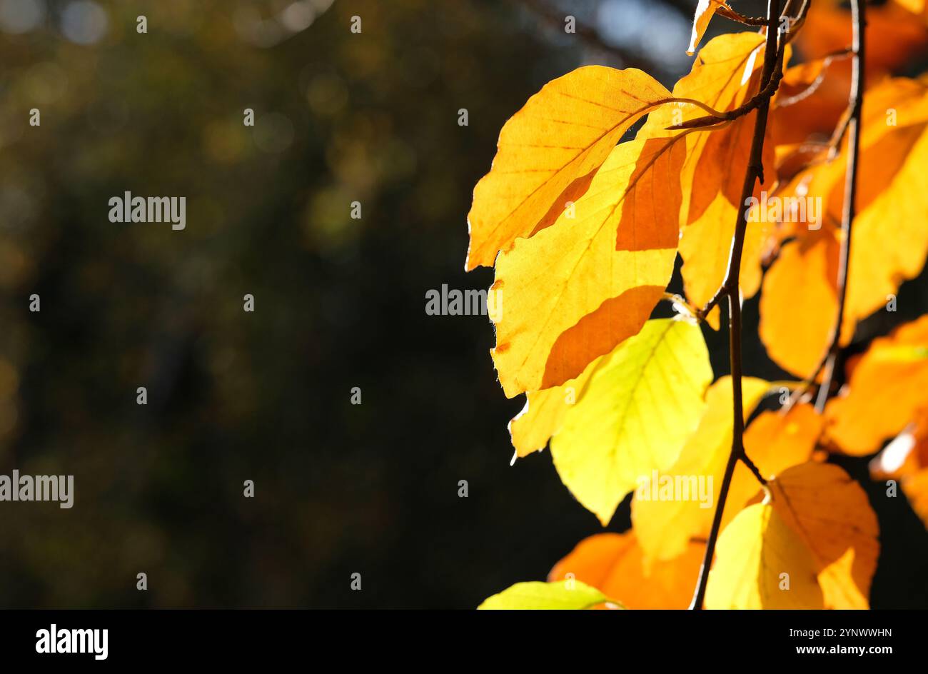 foglie autunnali dorate retroilluminate nel bosco di alberi, norfolk, inghilterra Foto Stock