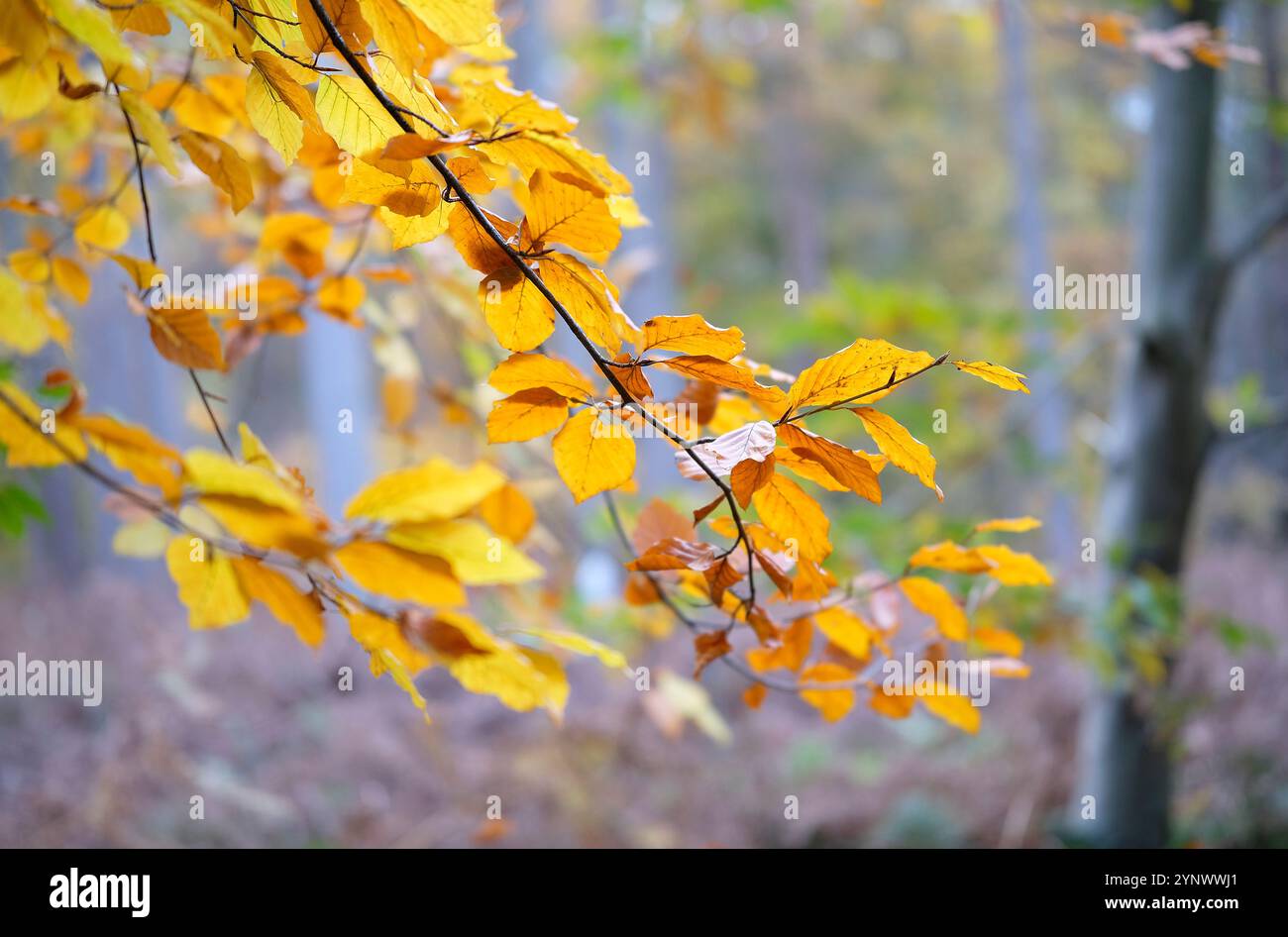 foglie autunnali di giallo dorato su alberi nel bosco, felbrigg, norfolk, inghilterra Foto Stock