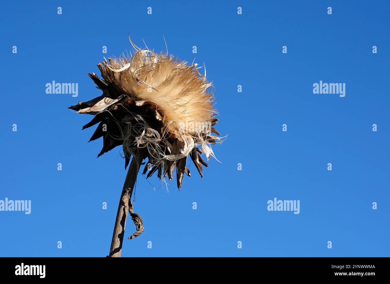 testa di carciofo a globo in autunno su sfondo blu Foto Stock