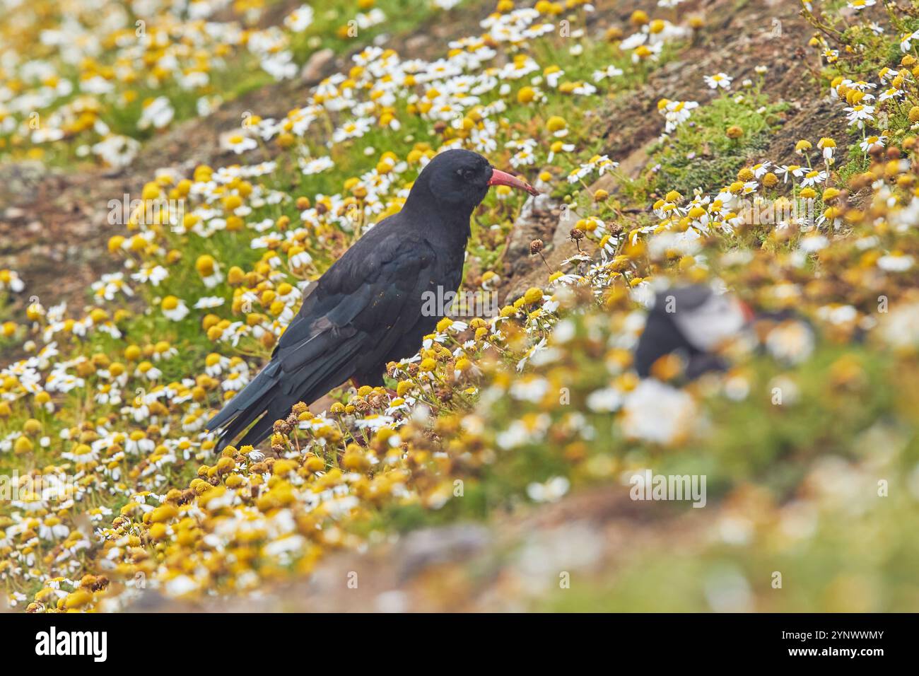 Un mazzo a becco rosso (Pyrrhocorax pyrrhocorax) sull'isola di Skomer, una riserva naturale al largo della costa del Pembrokeshire, Galles, Gran Bretagna. Foto Stock