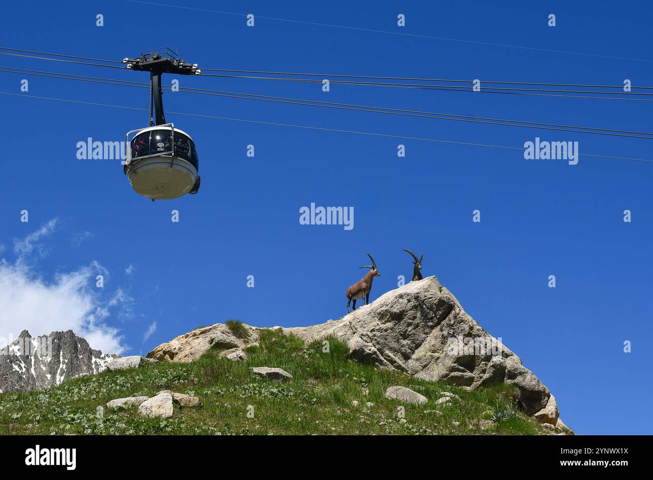 Una funivia dello Skyway Monte bianco passando sopra un paio di sculture raffiguranti gli stambecchi, in estate, Courmayeur, Valle d'Aosta, Italia Foto Stock