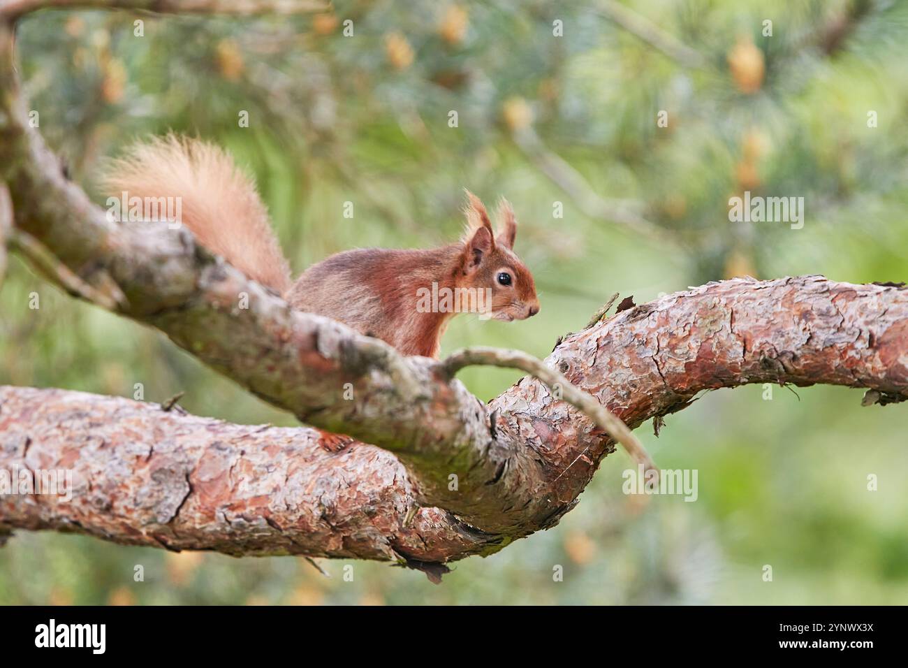 Red Squirrel, Sciurus vulgaris, su Brownsea Island, Poole Harbour, Dorset, gran Bretagna. Foto Stock
