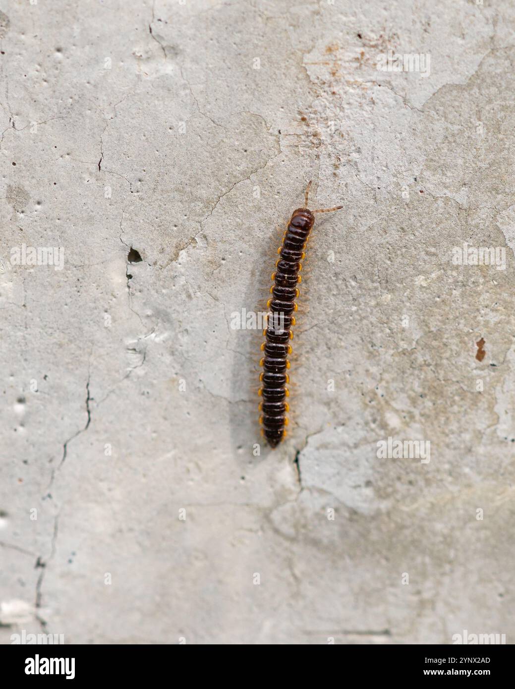Millipede, Polydesmida Foto Stock