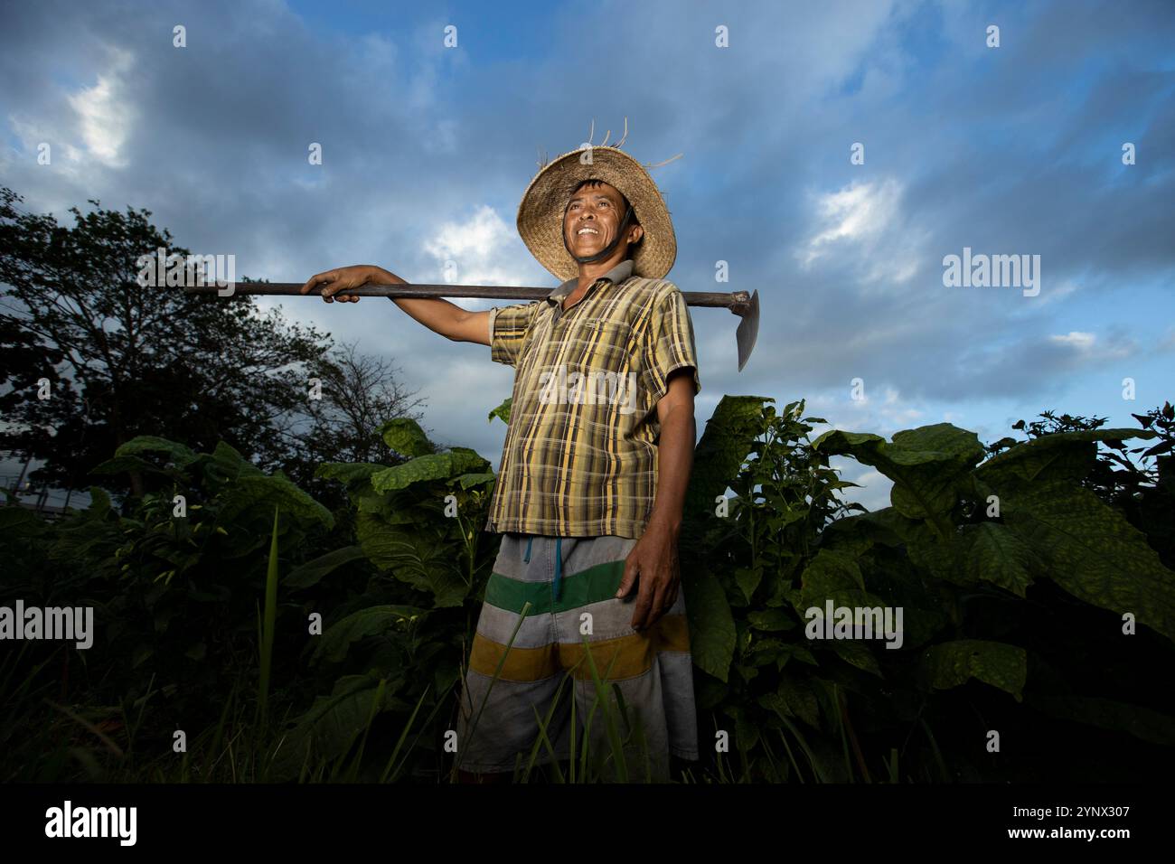 Un coltivatore di tabacco che porta una zappa sulla sua spalla, in mezzo a lussureggianti piante verdi sotto un cielo spettacolare a Bali, Indonesia. Foto Stock