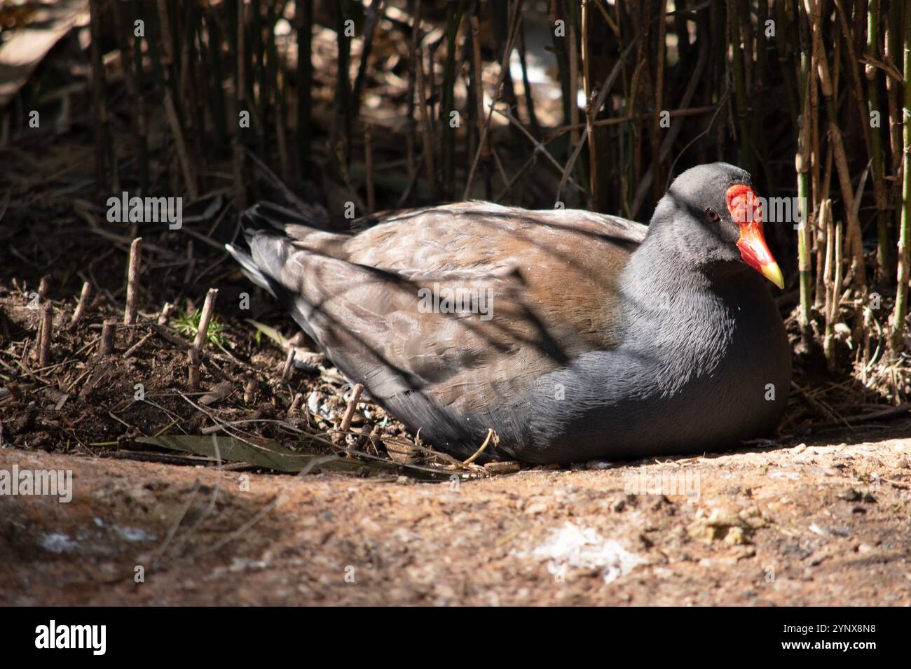 il bizzarro moorhen è un uccello d'acqua che ha tutte le piume nere con uno scudo frontale arancione e giallo Foto Stock