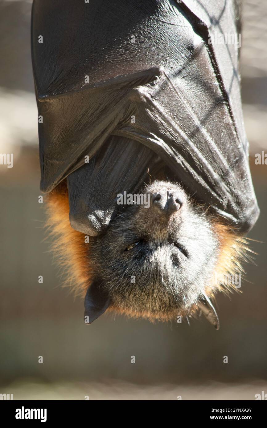 I pipistrelli sono gli unici mammiferi in grado di volare. Invece di braccia o mani, hanno le ali. Le ali hanno una struttura ossea simile alla mano umana. Foto Stock