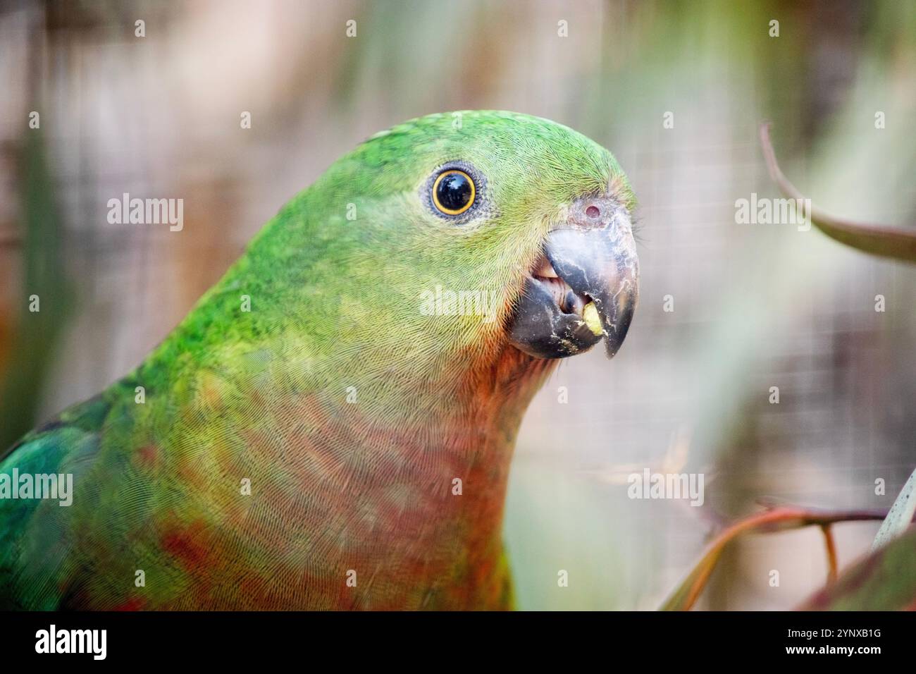 Il pappagallo reale australiano ha una pancia rossa e una schiena verde, con ali verdi e una lunga coda verde Foto Stock