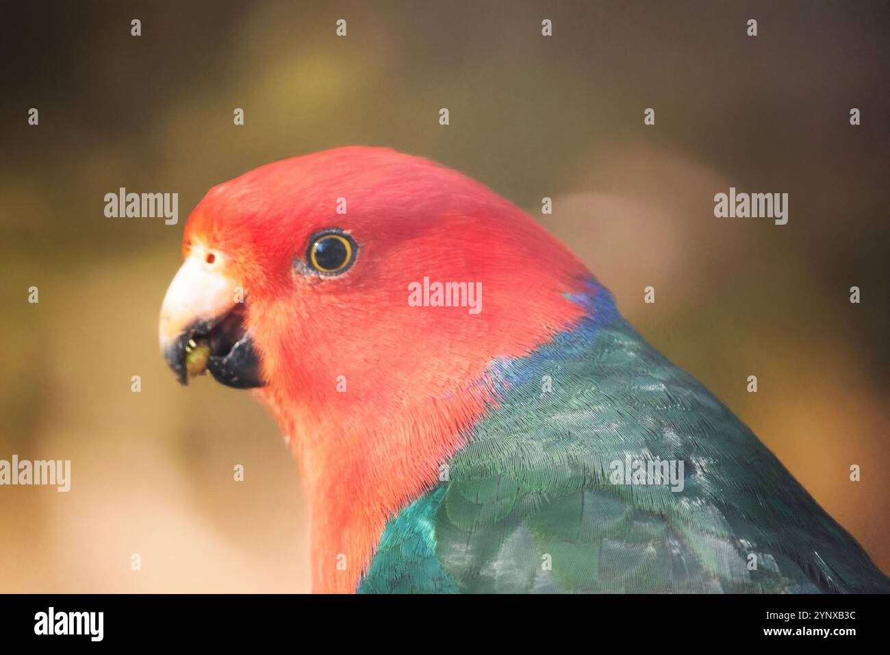 Il pappagallo reale australiano ha una pancia rossa, una testa di petto e una schiena verde, con ali verdi e una lunga coda verde Foto Stock