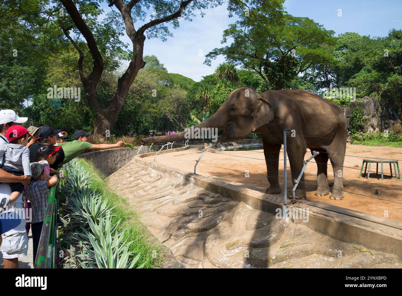 CITTÀ DI HO CHI MINH, VIETNAM - 19 DICEMBRE 2015: I visitatori dello zoo danno da mangiare a un elefante in un recinto. Ho chi Minh, Vietnam Foto Stock