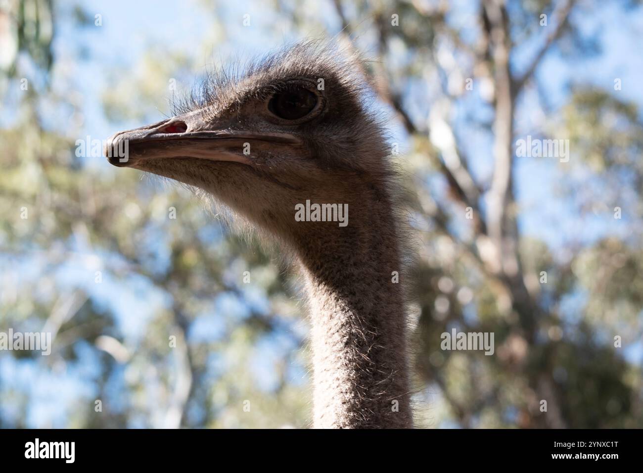 Lo struzzo è l'uccello vivente più grande e pesante del mondo che non possono volare. Foto Stock