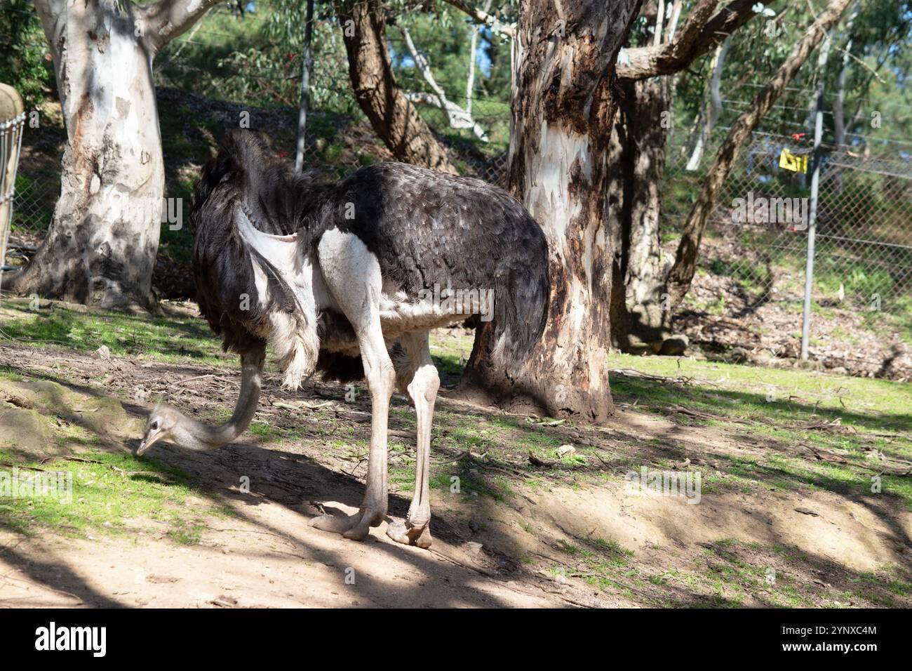 Lo struzzo è l'uccello vivente più grande e pesante del mondo che non possono volare. Foto Stock