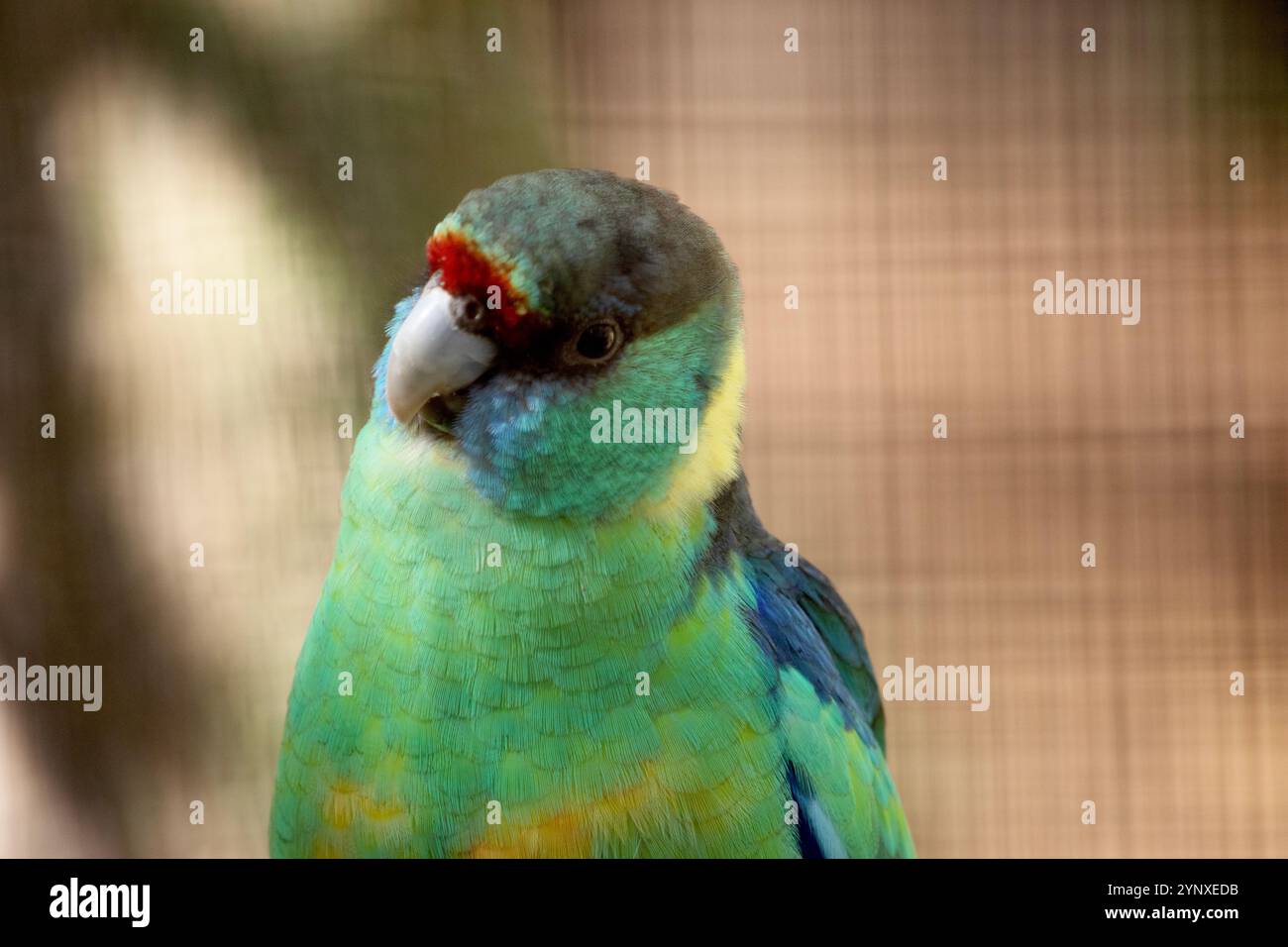 il pappagallo a collo di anello ha una linea rossa sopra il naso, una fronte nera e un petto verde Foto Stock