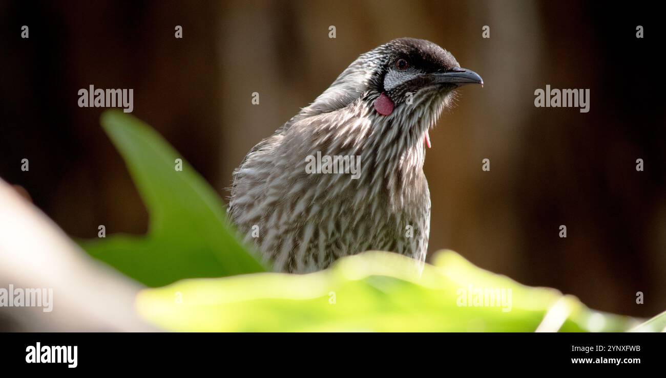 Il Red Wattlebird è un grande e rumoroso alveare. Il nome comune si riferisce al sonaglino carnoso rossastro sul lato del collo Foto Stock