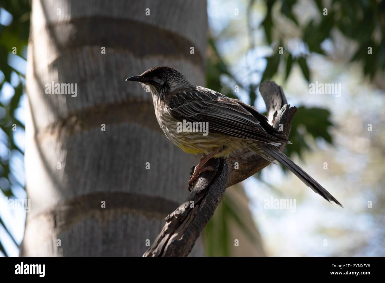 Il Red Wattlebird è un grande e rumoroso alveare. Il nome comune si riferisce al sonaglino carnoso rossastro sul lato del collo Foto Stock
