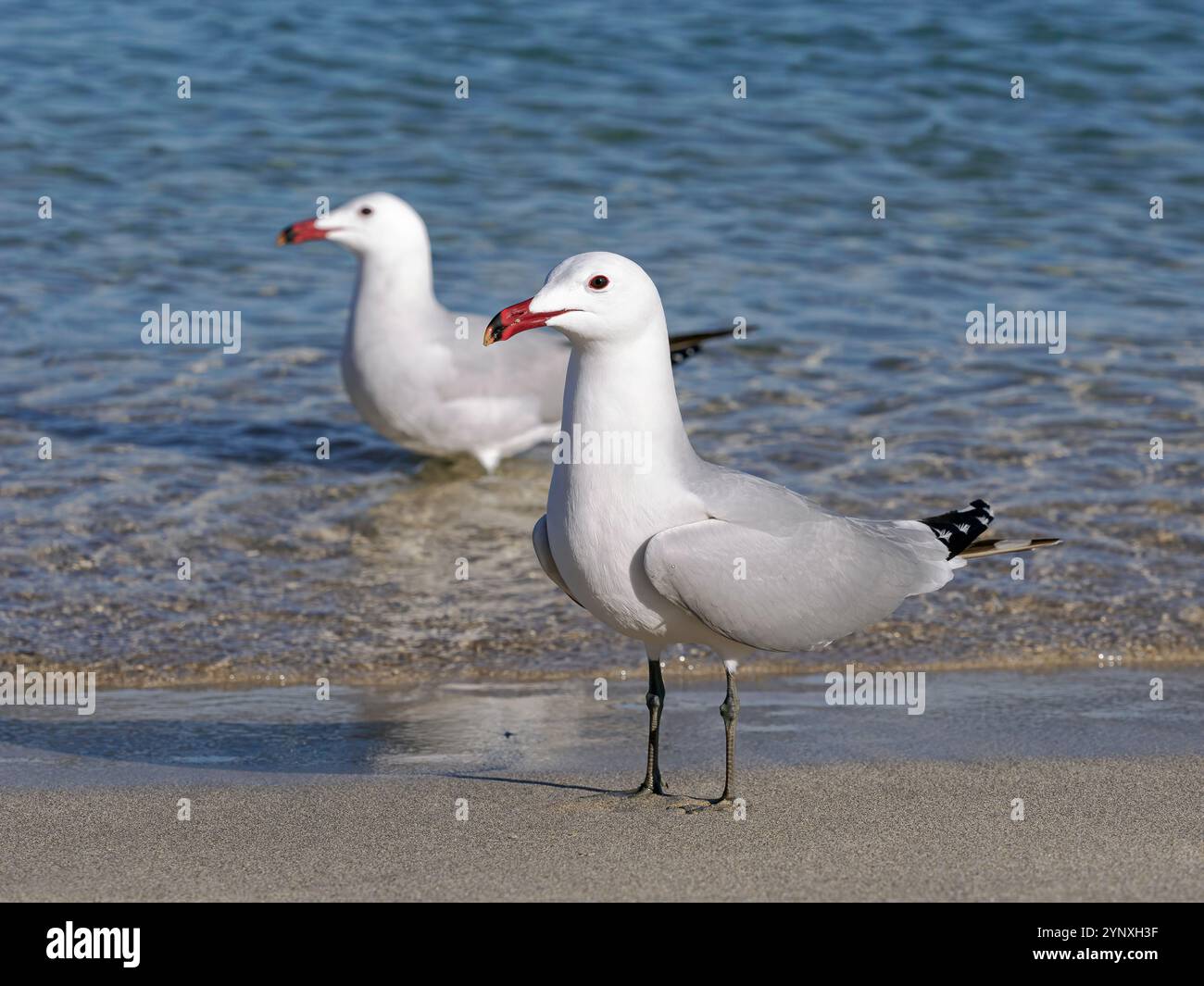 Audouin's Gull; Larus audouinii; mostra di corteggiamento per coppie di riproduzione adulte. Mallorca, Spagna Foto Stock