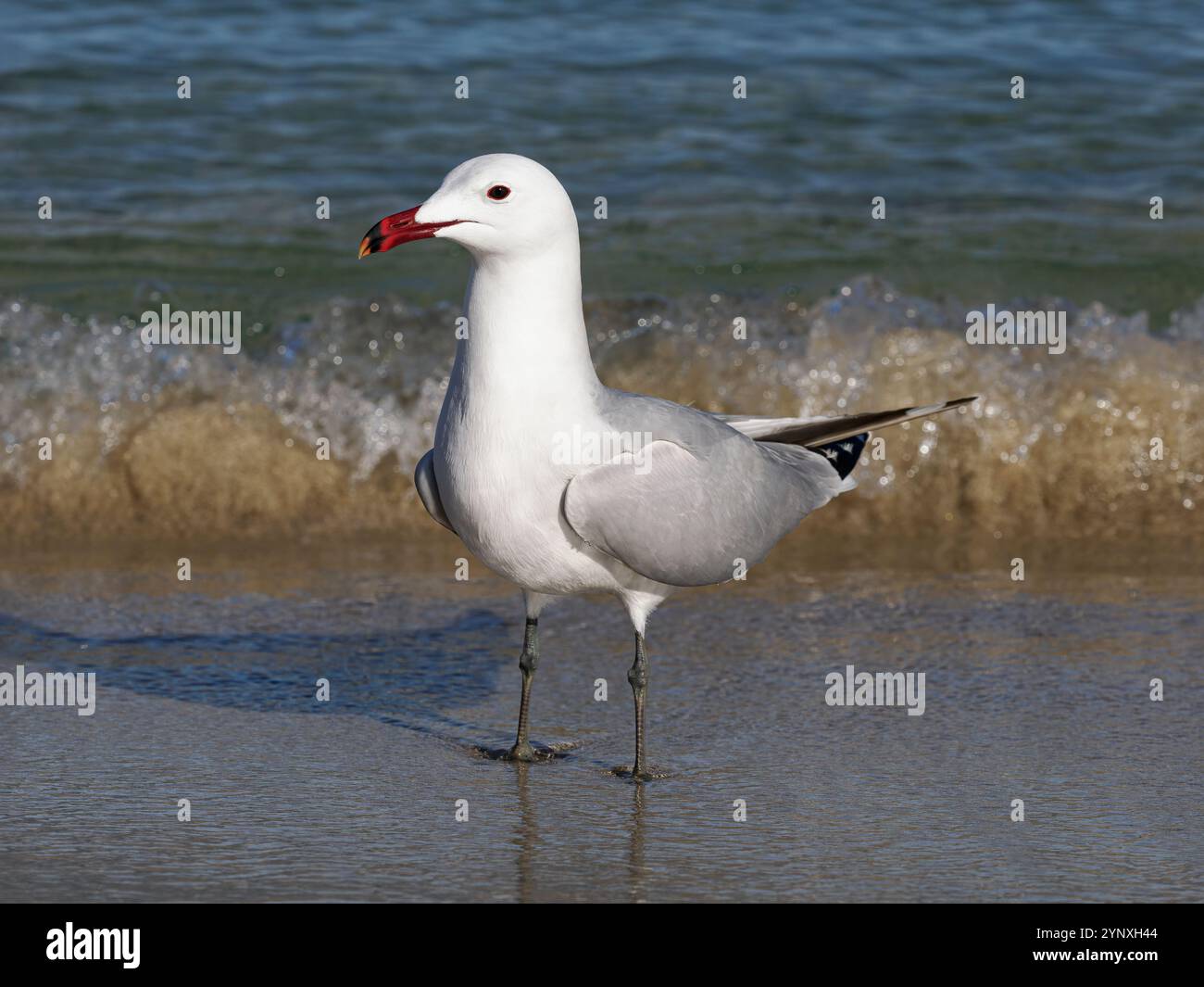 Gabbiano di Audouin; Larus audouinii; uccello adulto in piedi sulla costa di Maiorca, Spagna aprile Foto Stock