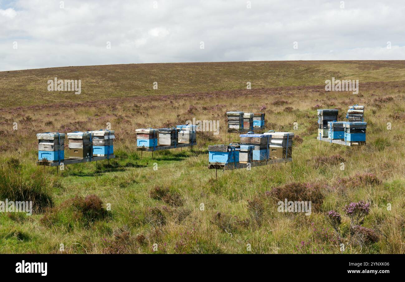 Api mellifere selvatiche alveari sulla brughiera di heather ling di Birch Tor. Vicino a Bennetts Cross, Dartmoor, Inghilterra Foto Stock