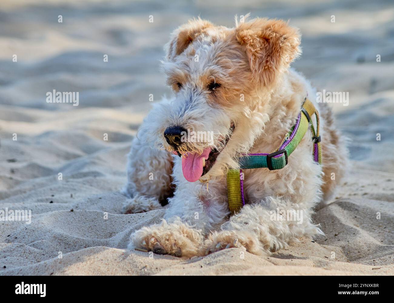 cane fox terrier sulla sabbia di una spiaggia. Il cane ha un cappotto bianco riccio con macchie marroni e indossa un'imbracatura verde, gialla e viola. Foto Stock