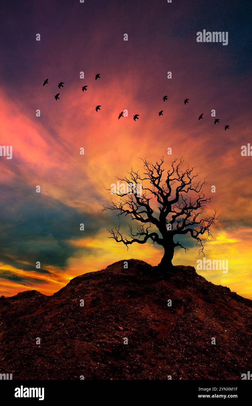 un albero nudo e ramificato sulla cima di una collina, ora del tramonto Foto Stock