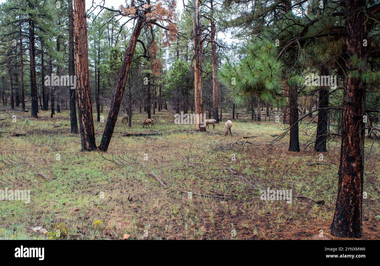 Una splendida foresta dell'Arizona con alberi di pino e una mandria di alci al pascolo in lontananza. Foto Stock