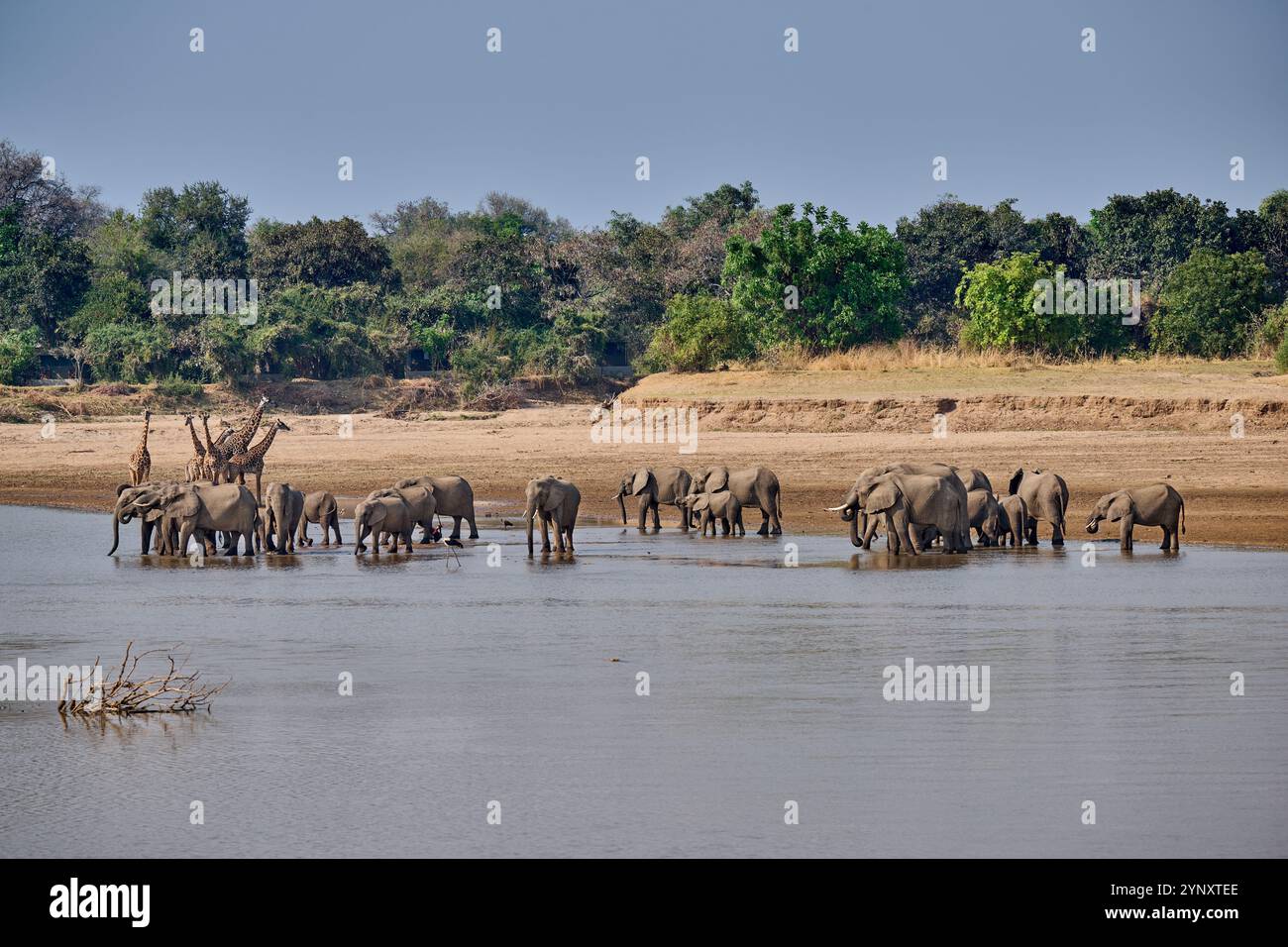Branco di elefanti africani (Loxodonta africana) che beve al fiume Luangwa con le giraffe di Thornicroft (Giraffa camelopardalis thornicrofti) alle spalle Foto Stock