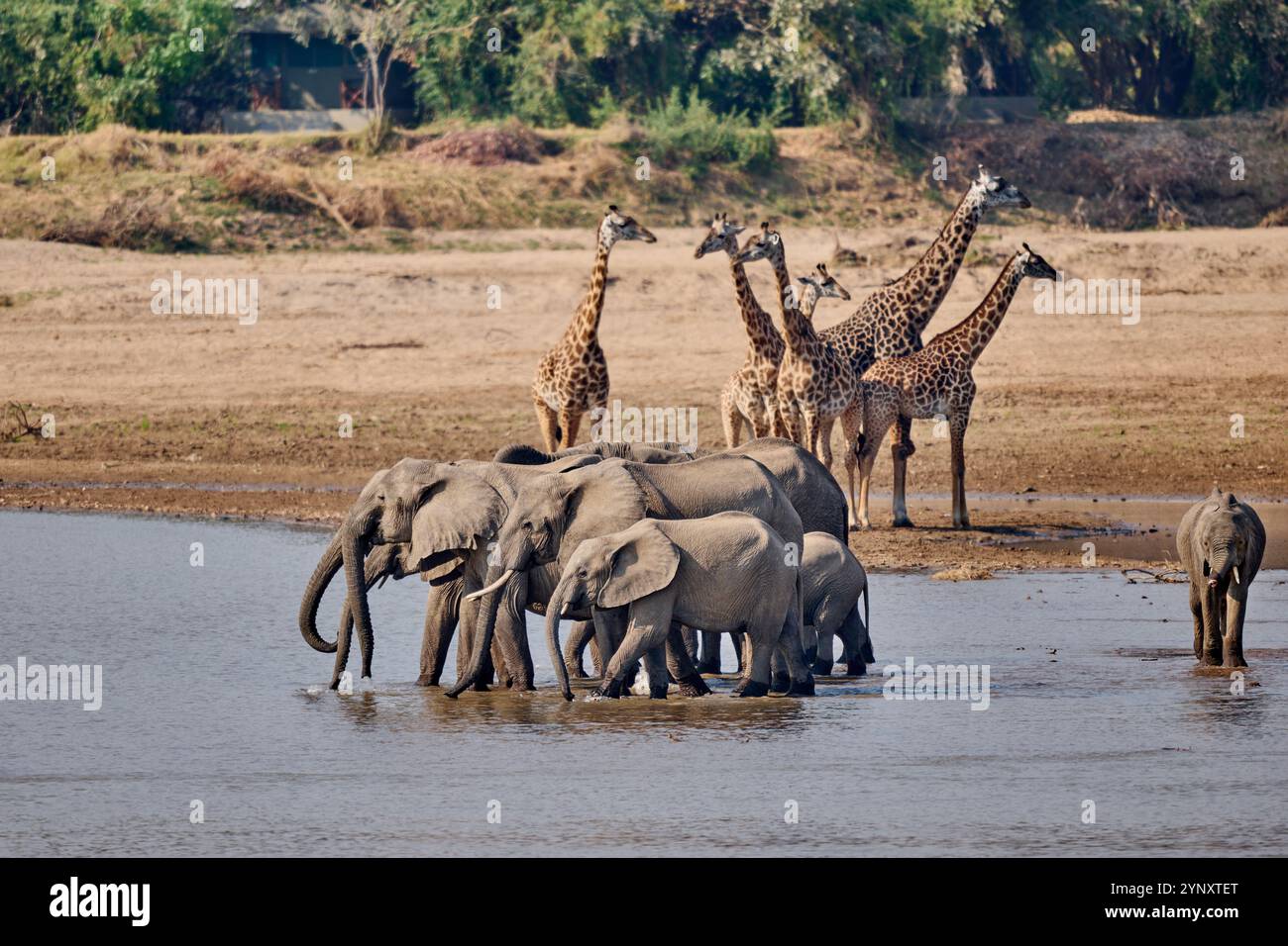 Branco di elefanti africani (Loxodonta africana) che beve al fiume Luangwa con le giraffe di Thornicroft (Giraffa camelopardalis thornicrofti) alle spalle Foto Stock