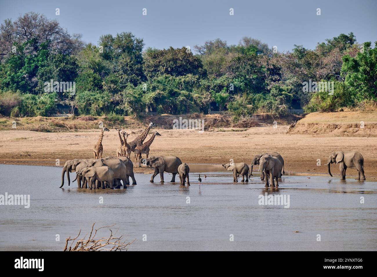 Branco di elefanti africani (Loxodonta africana) che beve al fiume Luangwa con le giraffe di Thornicroft (Giraffa camelopardalis thornicrofti) alle spalle Foto Stock