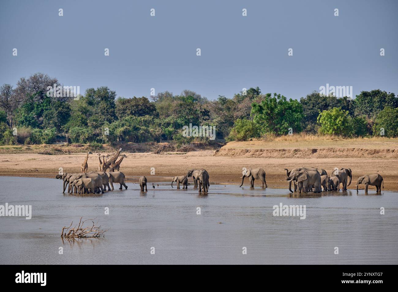 Branco di elefanti africani (Loxodonta africana) che beve al fiume Luangwa con le giraffe di Thornicroft (Giraffa camelopardalis thornicrofti) alle spalle Foto Stock