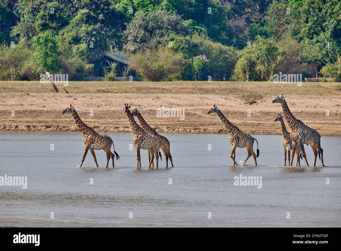 Giraffe di Thornicroft (Giraffa camelopardalis thornicrofti) che attraversano il fiume Luangwa, il South Luangwa National Park, Mfuwe, Zambia, Africa Foto Stock