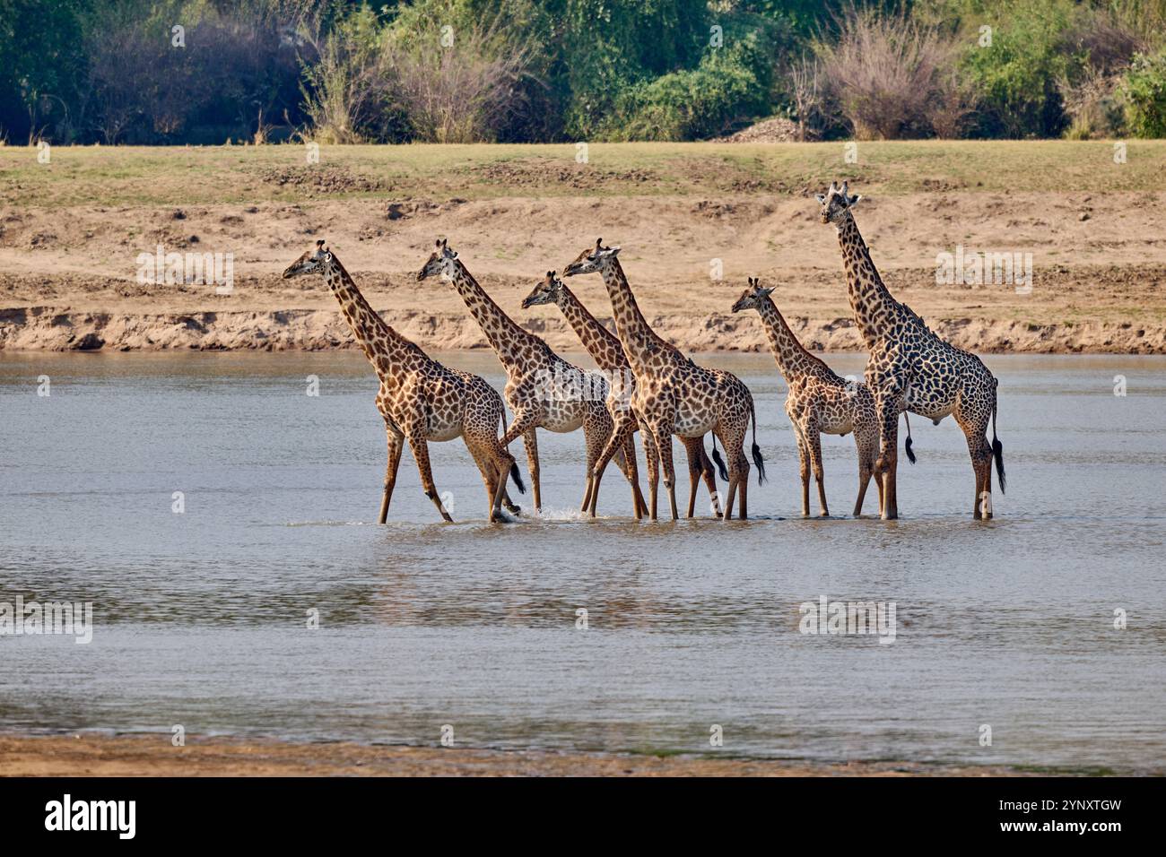 Giraffe di Thornicroft (Giraffa camelopardalis thornicrofti) che attraversano il fiume Luangwa, il South Luangwa National Park, Mfuwe, Zambia, Africa Foto Stock