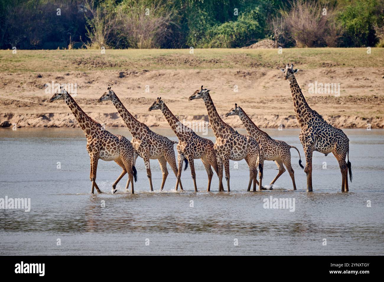 Giraffe di Thornicroft (Giraffa camelopardalis thornicrofti) che attraversano il fiume Luangwa, il South Luangwa National Park, Mfuwe, Zambia, Africa Foto Stock