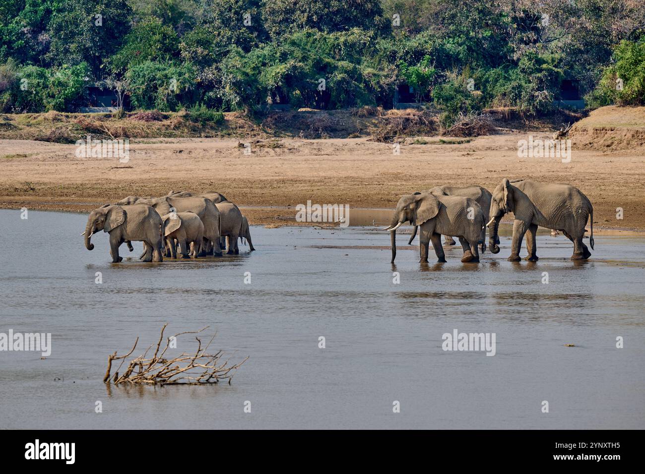 Branco di elefanti africani (Loxodonta africana) che beve al fiume Luangwa, South Luangwa National Park, Mfuwe, Zambia, Africa Foto Stock