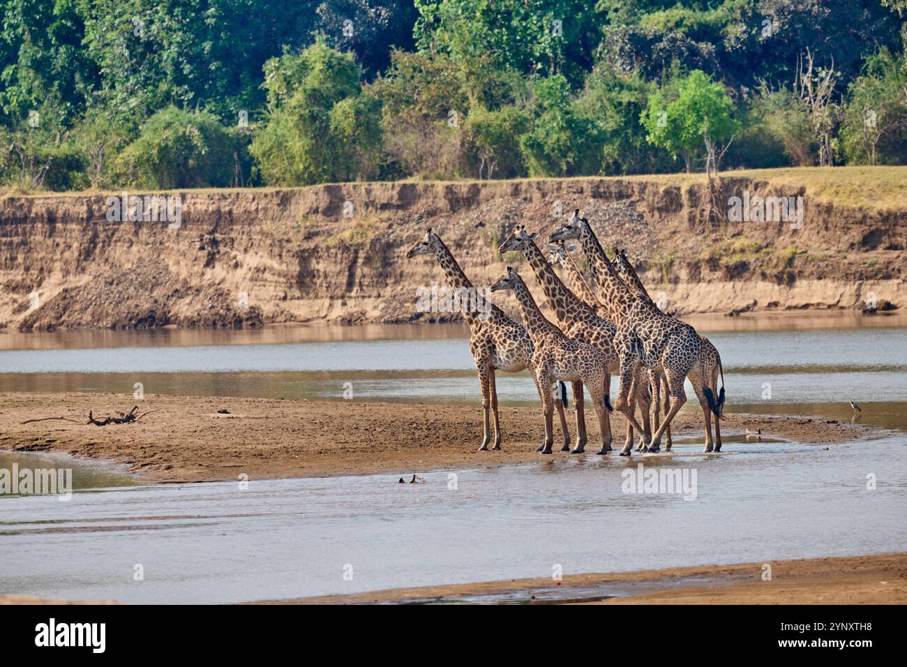 Branco di giraffe di Thornicroft (Giraffa camelopardalis thornicrofti), Parco Nazionale del Luangwa meridionale, Mfuwe, Zambia, Africa Foto Stock