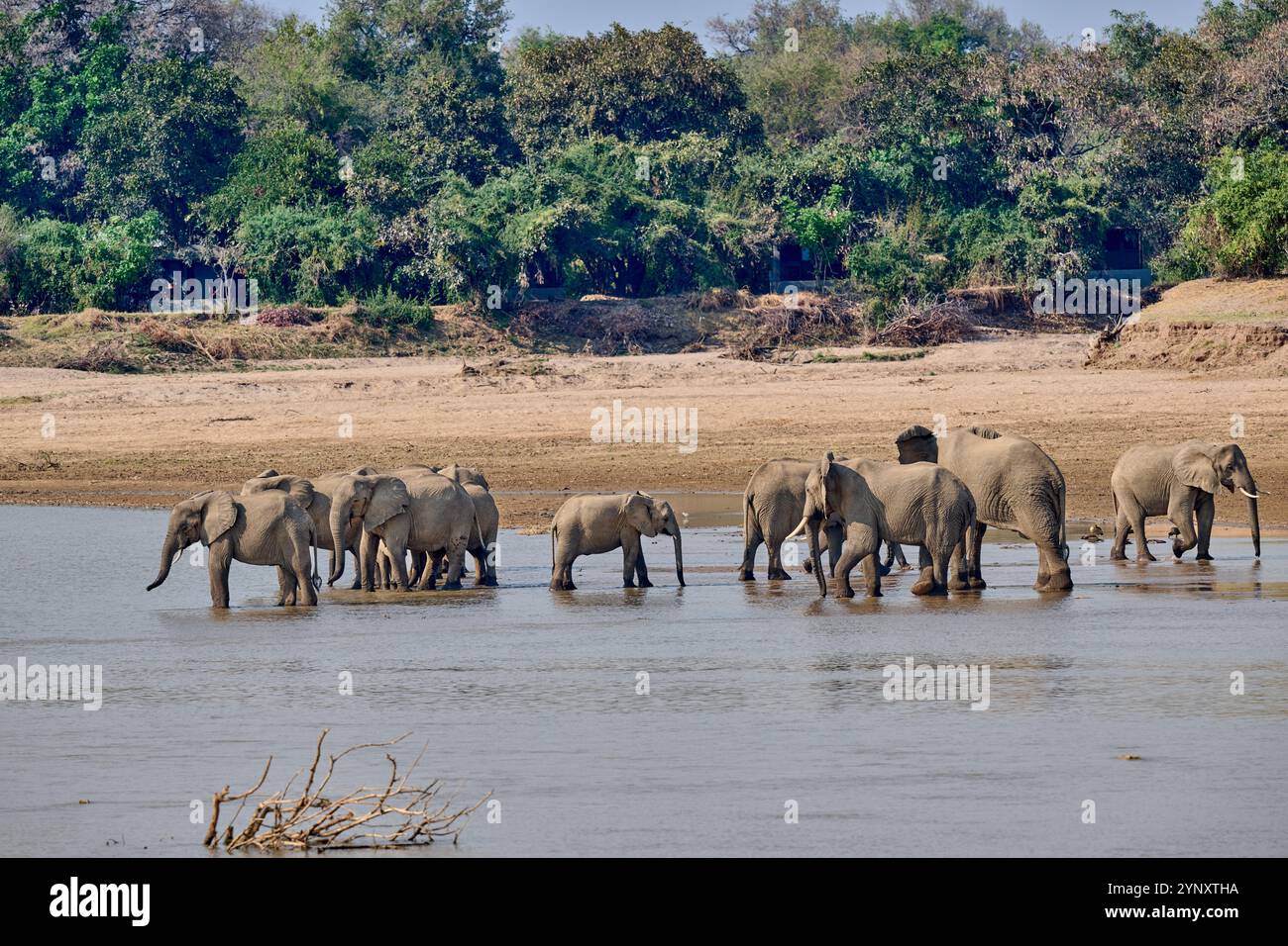 Branco di elefanti africani (Loxodonta africana) che beve al fiume Luangwa, South Luangwa National Park, Mfuwe, Zambia, Africa Foto Stock