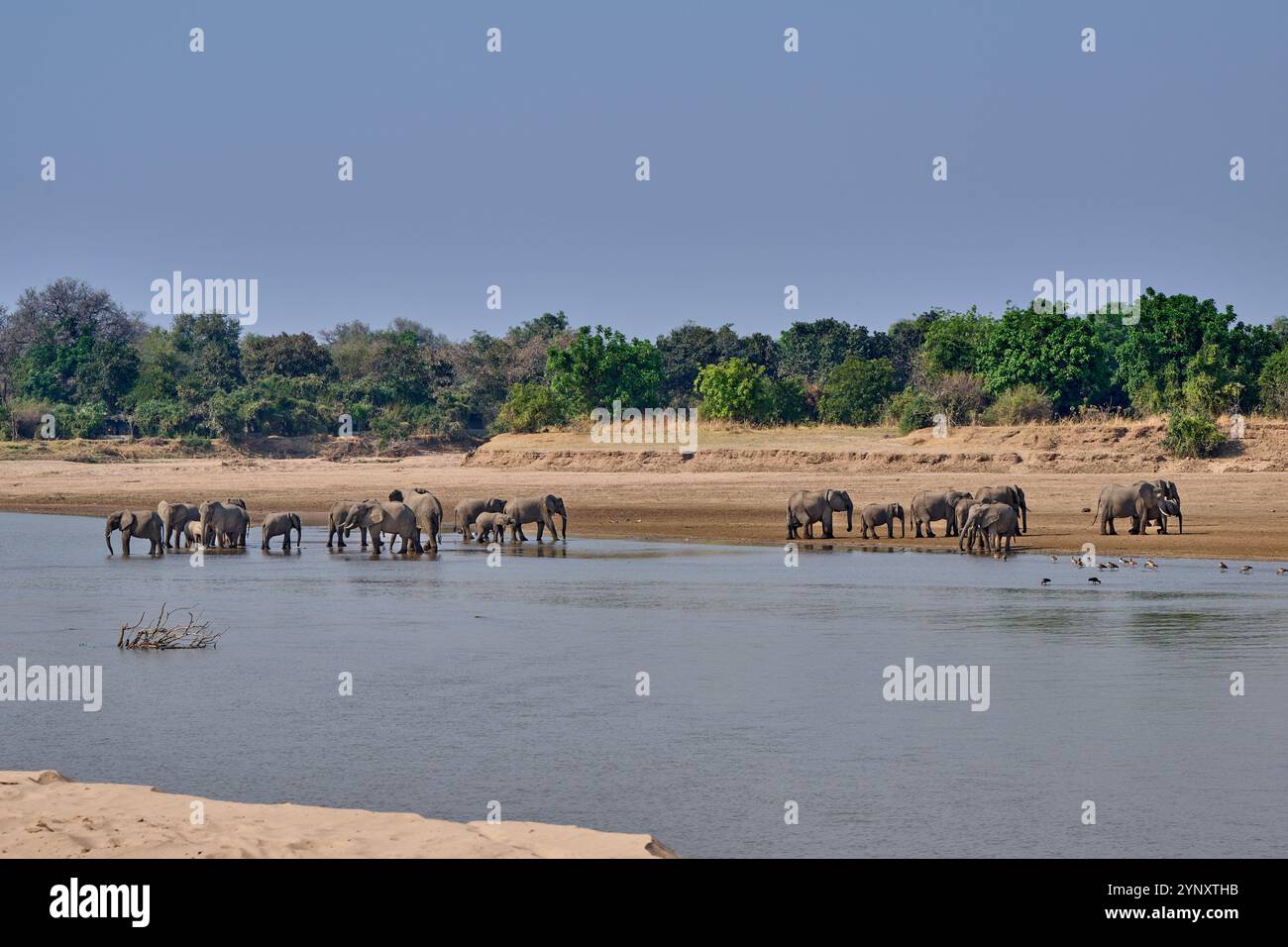 Branco di elefanti africani (Loxodonta africana) che beve al fiume Luangwa, South Luangwa National Park, Mfuwe, Zambia, Africa Foto Stock