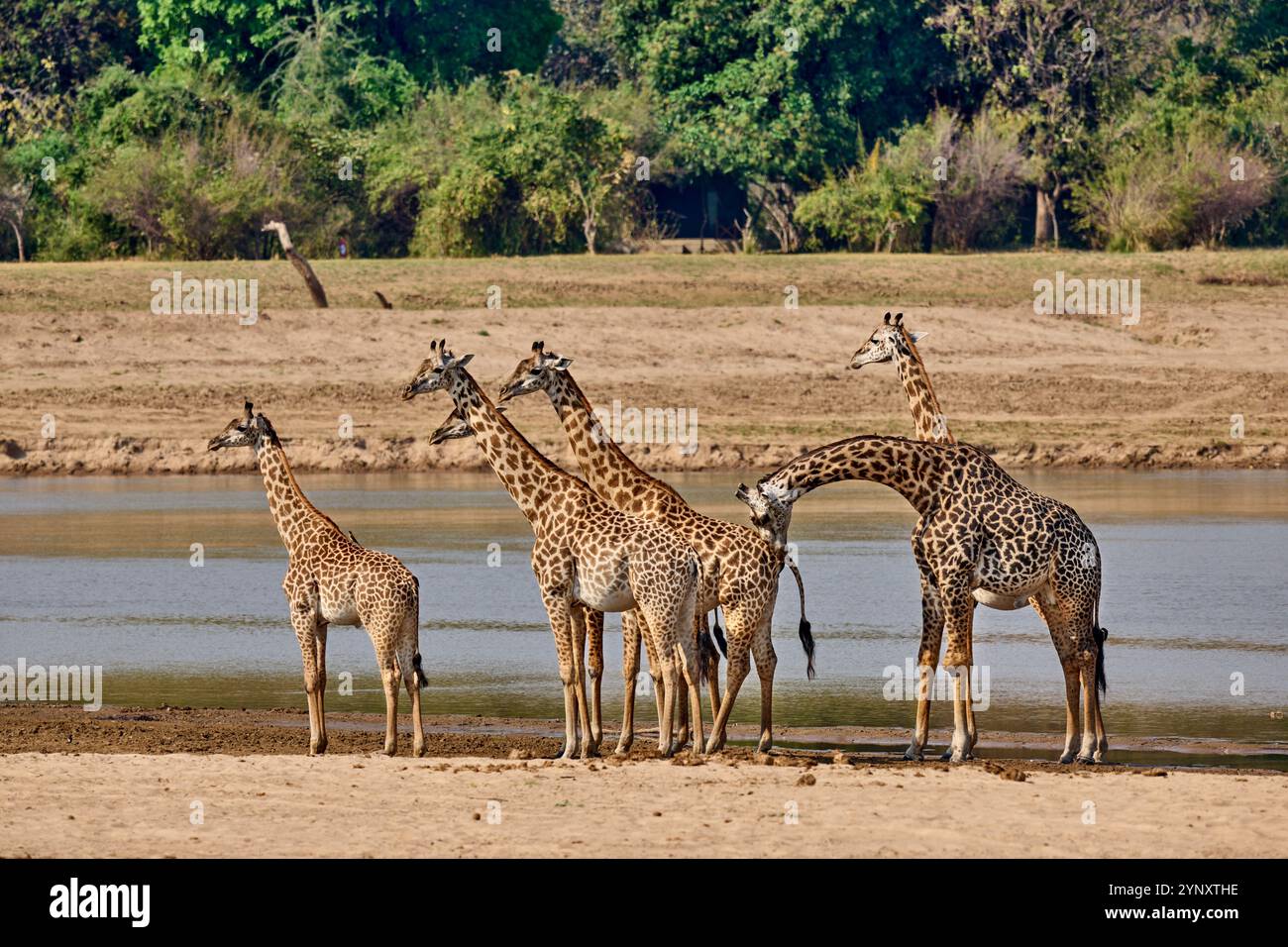 Branco di giraffe di Thornicroft (Giraffa camelopardalis thornicrofti), Parco Nazionale del Luangwa meridionale, Mfuwe, Zambia, Africa Foto Stock