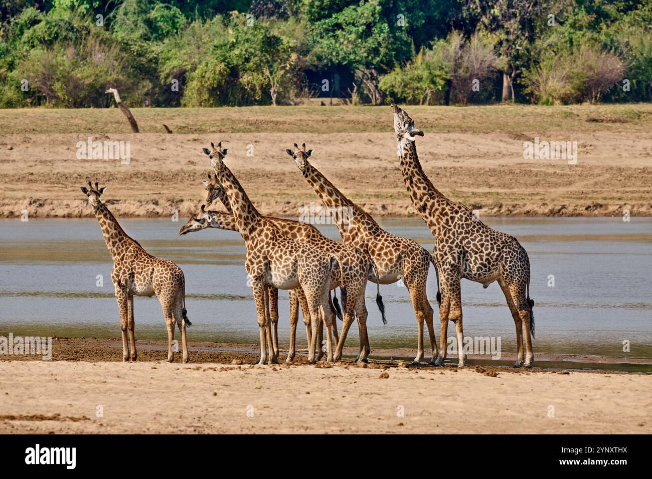 Branco di giraffe di Thornicroft (Giraffa camelopardalis thornicrofti), Parco Nazionale del Luangwa meridionale, Mfuwe, Zambia, Africa Foto Stock