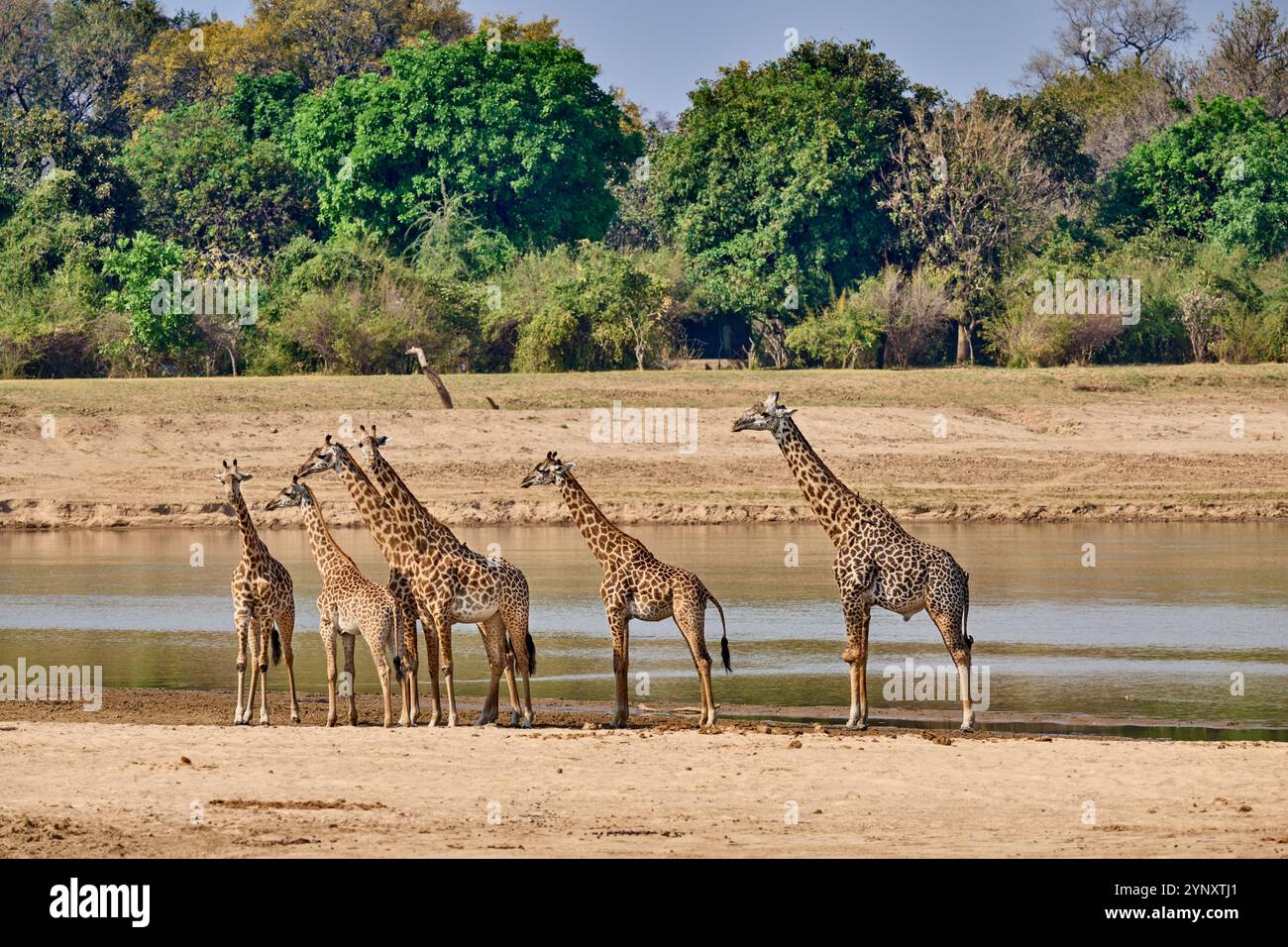 Branco di giraffe di Thornicroft (Giraffa camelopardalis thornicrofti), Parco Nazionale del Luangwa meridionale, Mfuwe, Zambia, Africa Foto Stock