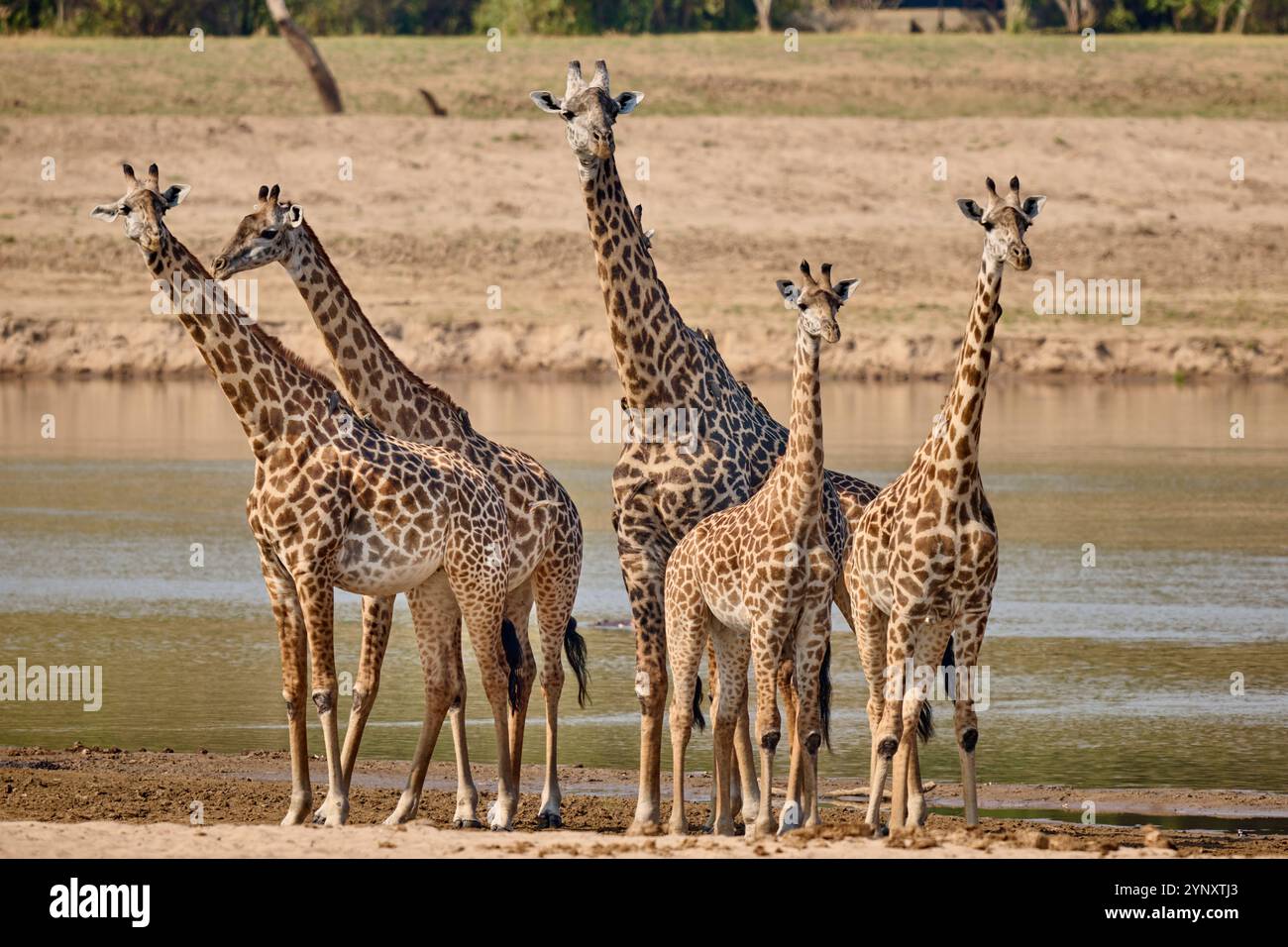 Branco di giraffe di Thornicroft (Giraffa camelopardalis thornicrofti), Parco Nazionale del Luangwa meridionale, Mfuwe, Zambia, Africa Foto Stock