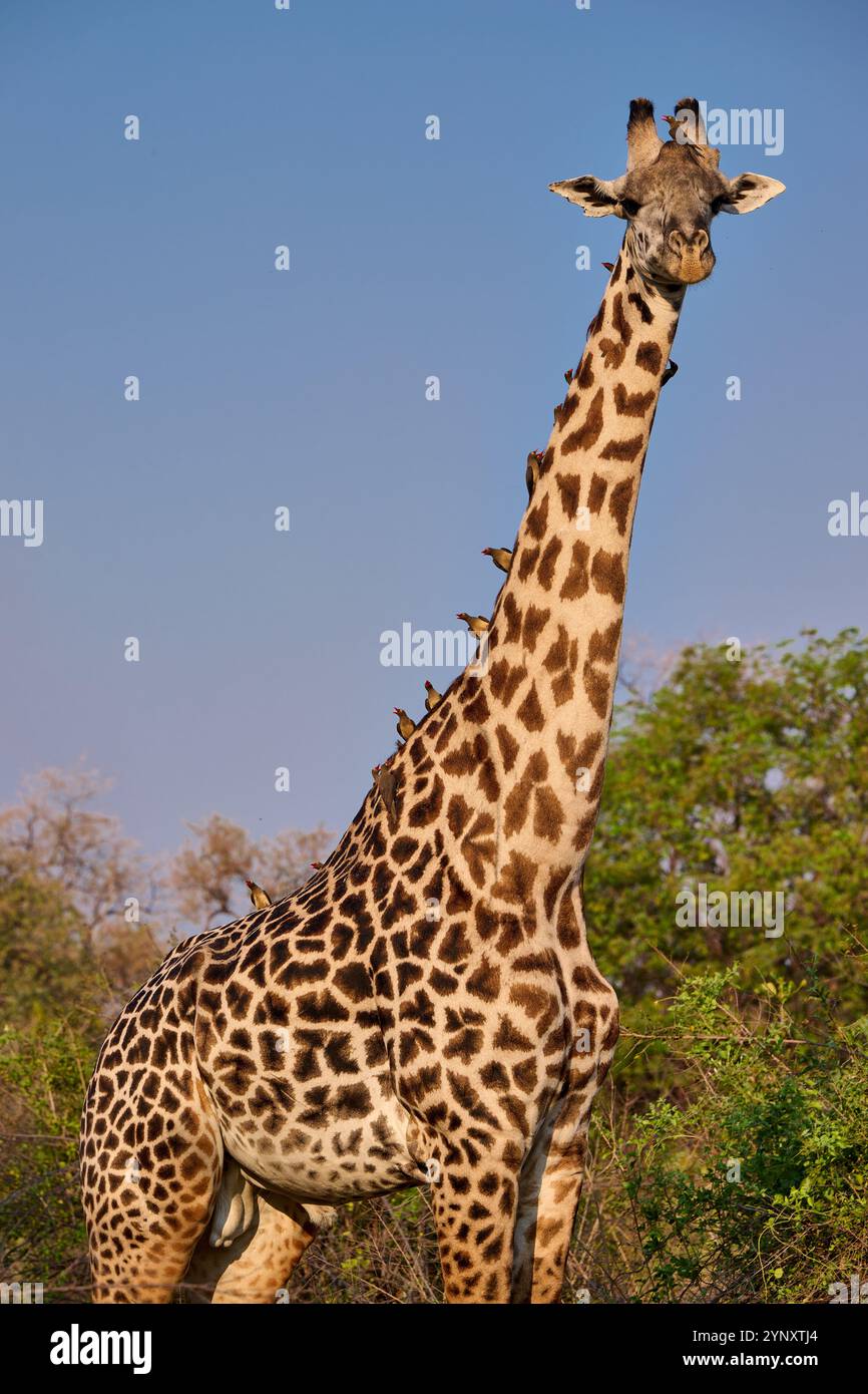 Giraffa di Thornicroft (Giraffa camelopardalis thornicrofti), Parco Nazionale del Luangwa meridionale, Mfuwe, Zambia, Africa Foto Stock