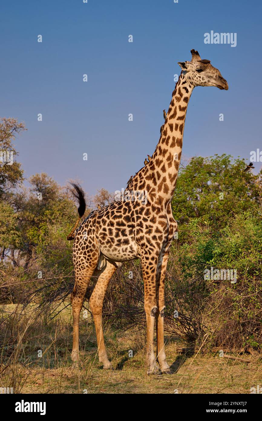 Giraffa di Thornicroft (Giraffa camelopardalis thornicrofti), Parco Nazionale del Luangwa meridionale, Mfuwe, Zambia, Africa Foto Stock