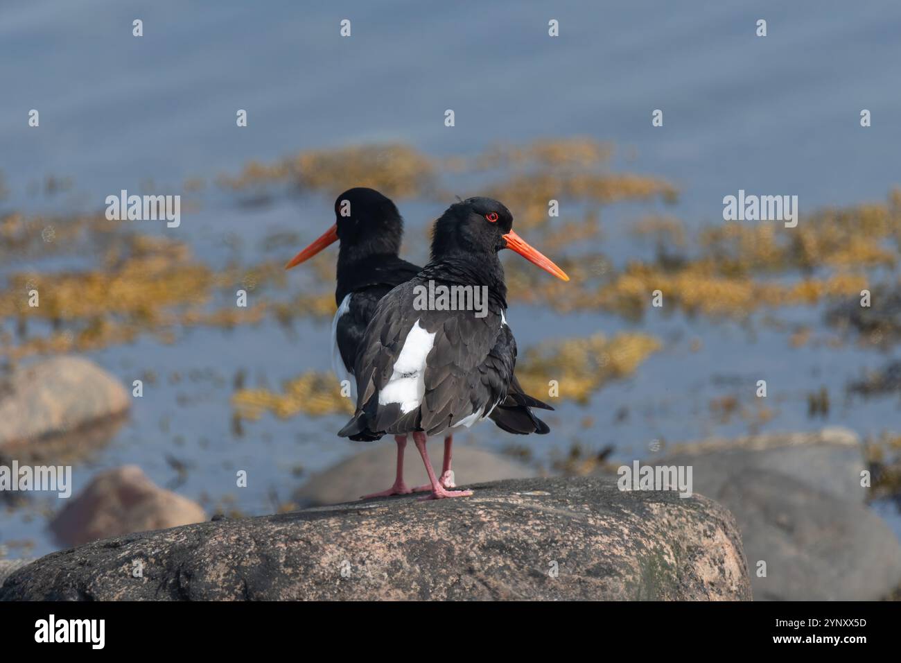 Due oystercatcher bianchi e neri si stagliano su una roccia vicino alla riva, i loro vivaci becchi arancioni contrastano con l'acqua calma e le alghe sparsi Foto Stock