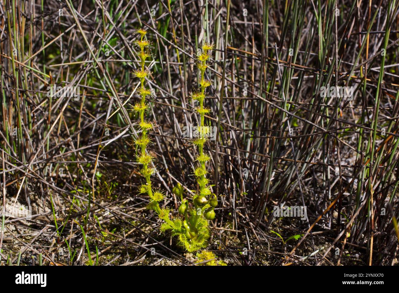 Singola pianta di Drosera platypoda, la rugiada a foglia ventosa con foglie appiccicose, giallo verdastro, sud-ovest dell'Australia occidentale Foto Stock