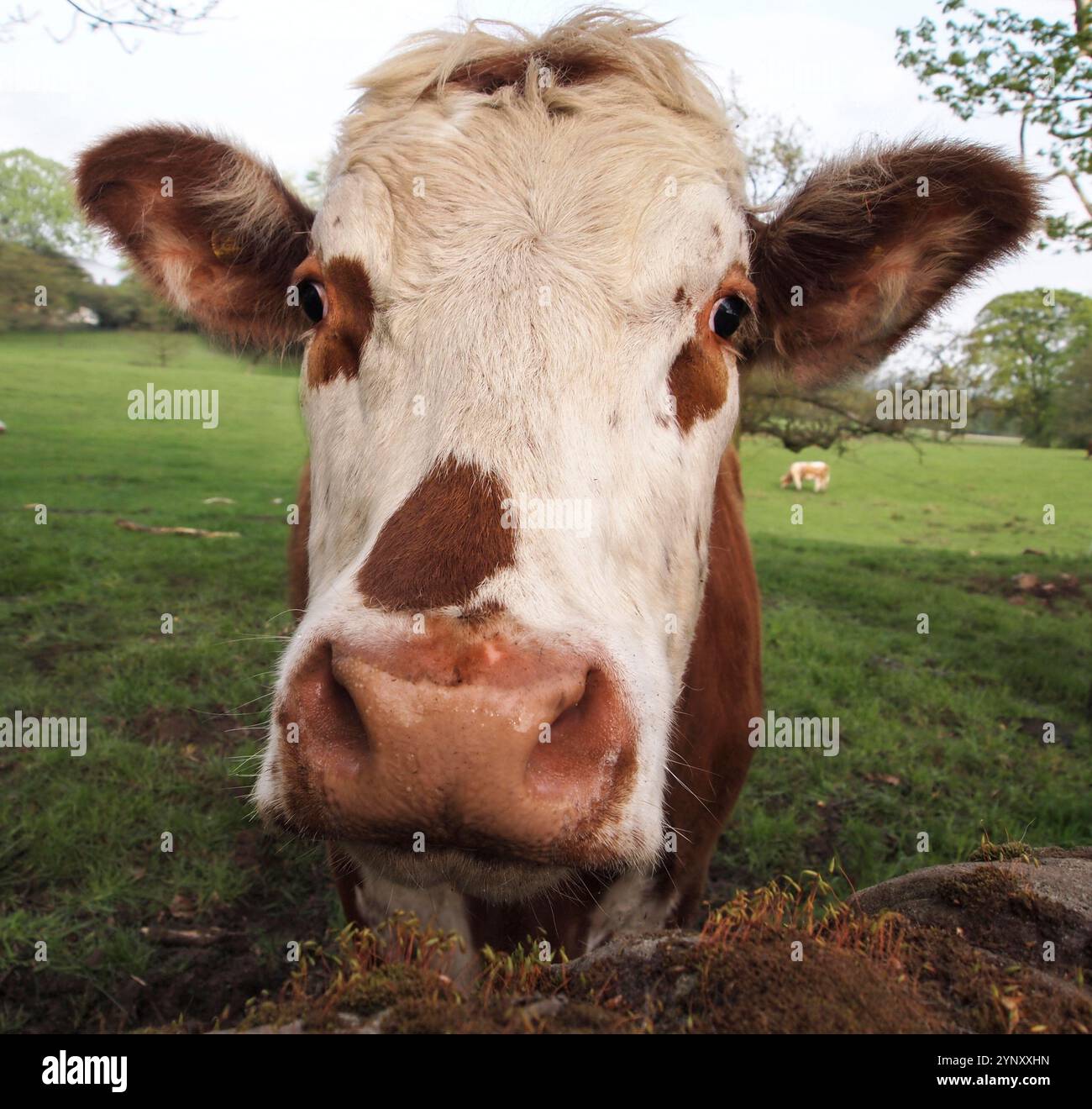 Una mucca marrone e bianca che guarda su una parete direttamente verso la fotocamera. Ha una faccia bianca con macchie marroni e orecchie marroni. Primo piano e ben concentrato. Foto Stock