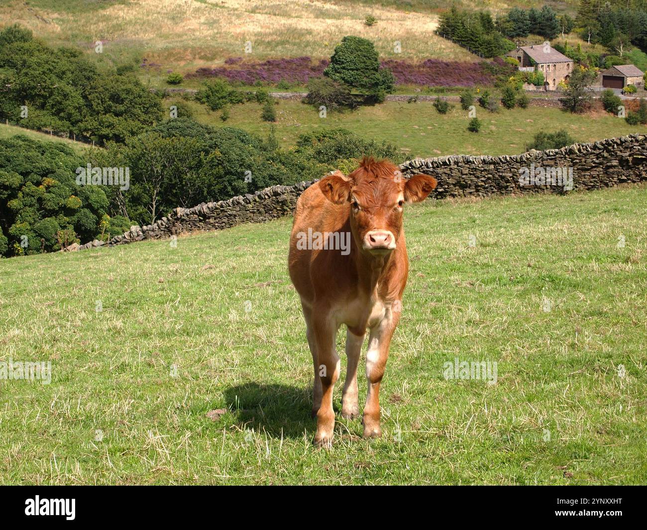 Una femmina di vitello marrone e bianco in piedi da sola in un campo a Holmfirth, West Yorkshire. Una scena country con un vitello ben concentrato che guarda la telecamera. Foto Stock